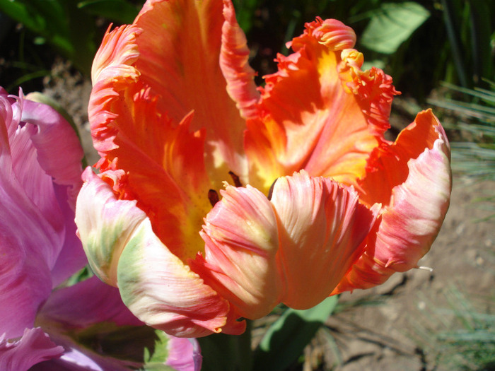 Tulipa Apricot Parrot (2011, April 25)