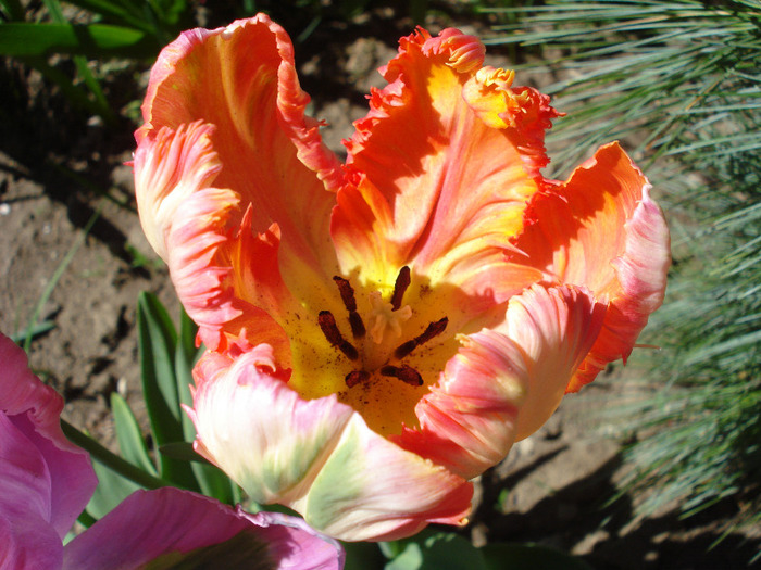 Tulipa Apricot Parrot (2011, April 25) - Tulipa Apricot Parrot