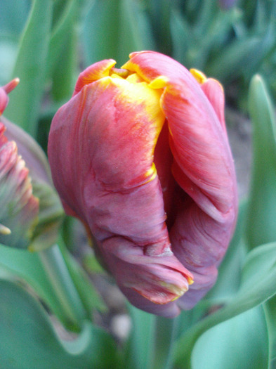 Tulipa Bright Parrot (2011, April 24) - Tulipa Bright Parrot