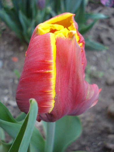 Tulipa Bright Parrot (2011, April 24) - Tulipa Bright Parrot