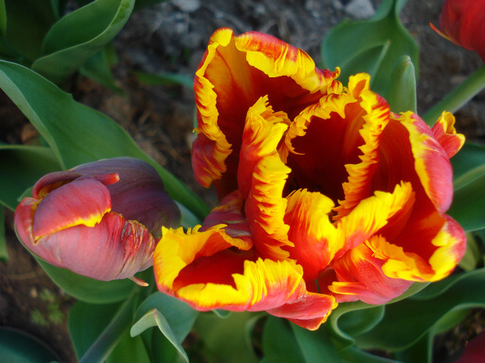 Tulipa Bright Parrot (2011, April 24) - Tulipa Bright Parrot
