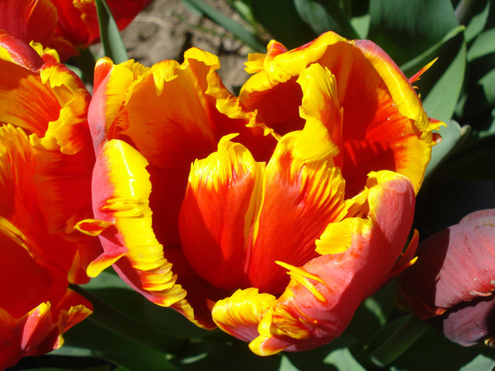 Tulipa Bright Parrot (2011, April 25) - Tulipa Bright Parrot