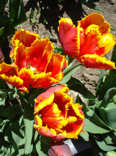 Tulipa Bright Parrot (2011, April 25) - Tulipa Bright Parrot