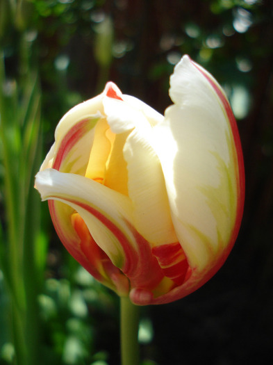Tulipa Happy Generation (2011, April 25) - Tulipa Happy Generation