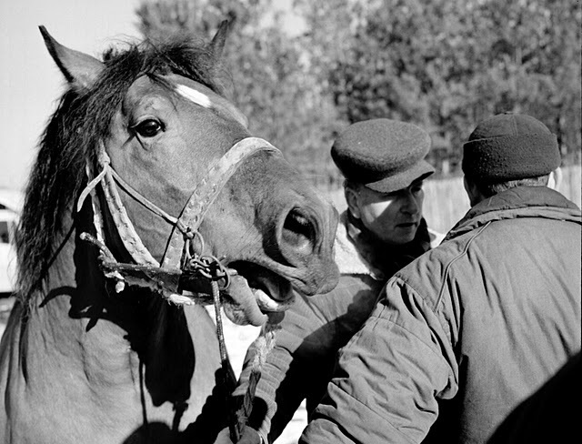 03-07-18-59 - targuri de cai exemplare extrem de frumoase