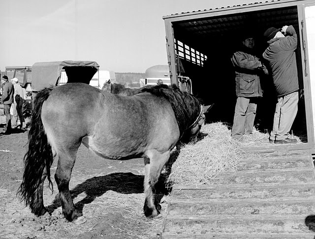 03-07-19-45 - targuri de cai exemplare extrem de frumoase