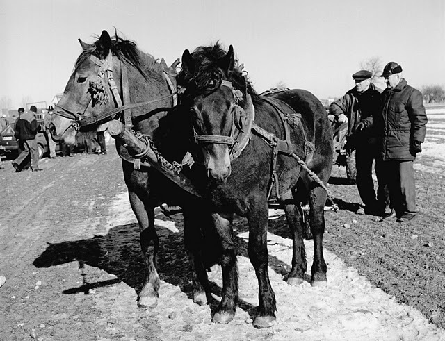 03-07-19-55 - targuri de cai exemplare extrem de frumoase