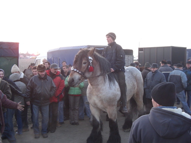 131 - targuri de cai exemplare extrem de frumoase