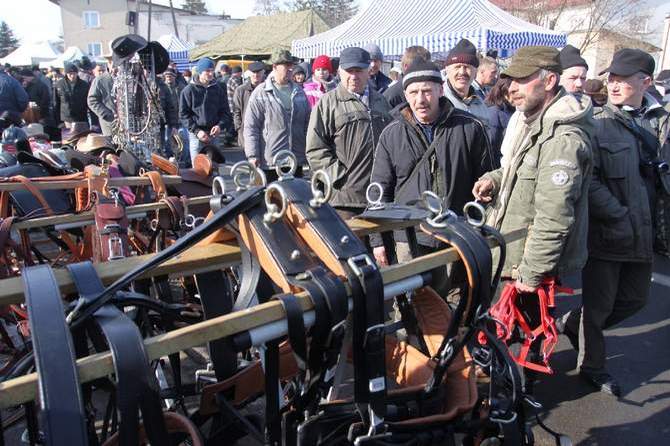 bilde (6) - targuri de cai exemplare extrem de frumoase