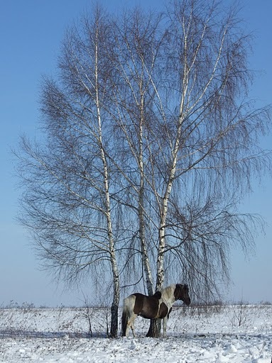 DSCF5214