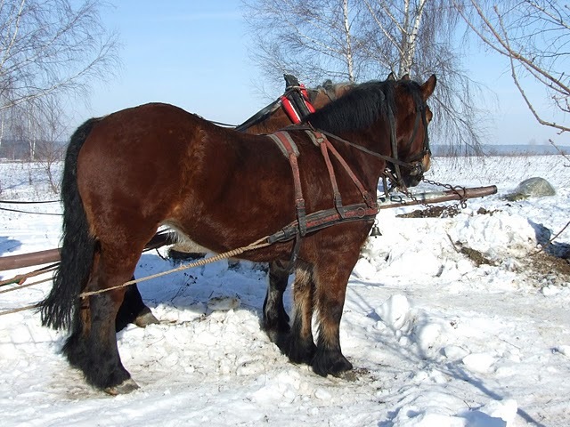 DSCF5217