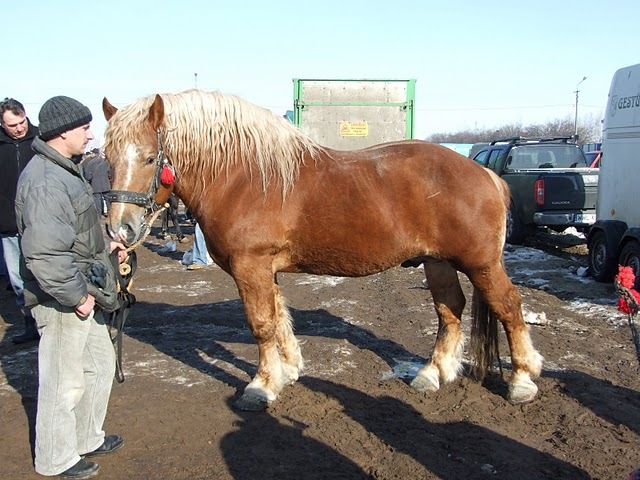 DSCF5270
