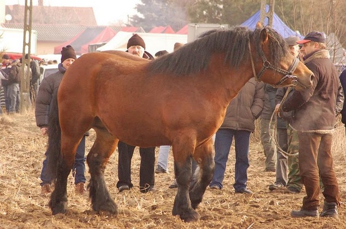 Obraz 251