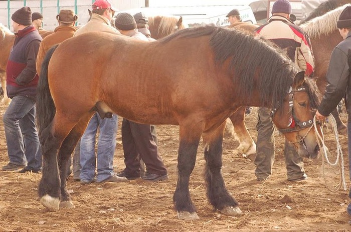 Obraz 262