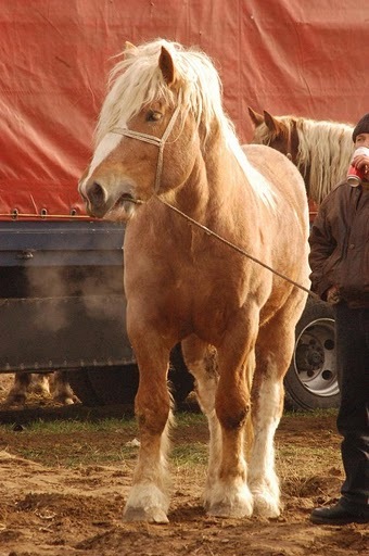 Obraz 314 - targuri de cai exemplare extrem de frumoase