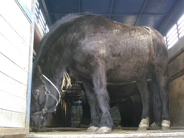 PIC_0040 - targuri de cai exemplare extrem de frumoase