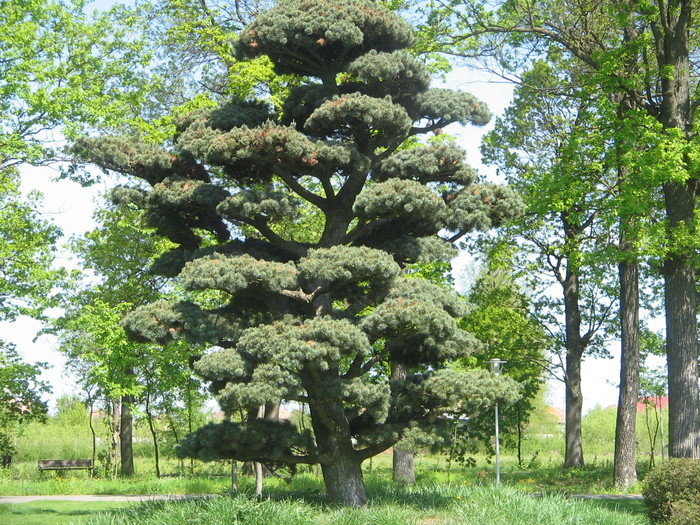 IMG_3483 - Parcul Tineretului Craiova