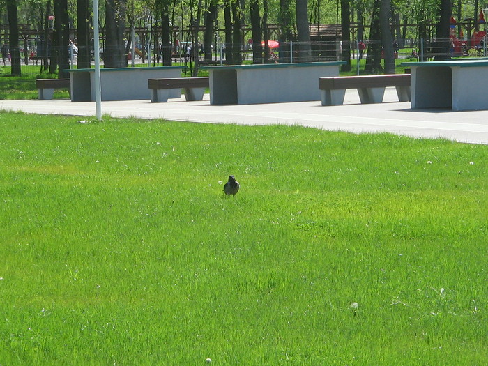 IMG_3505 - Parcul Tineretului Craiova