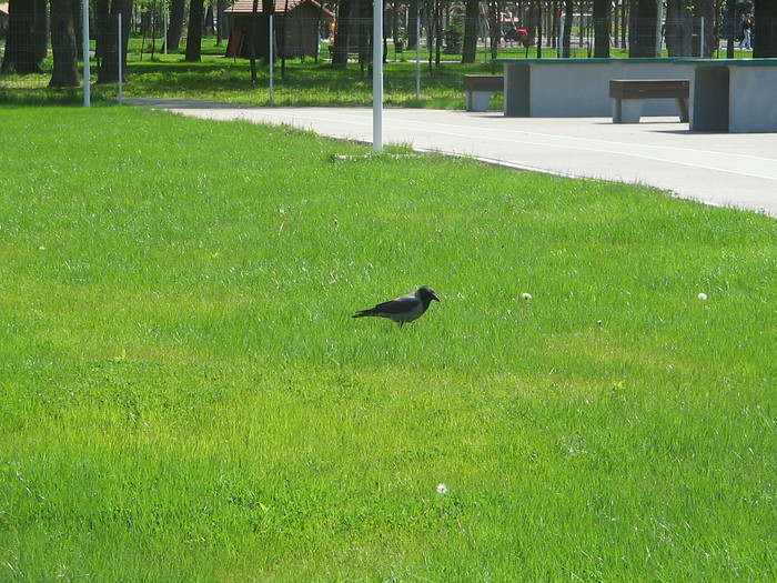 IMG_3506 - Parcul Tineretului Craiova