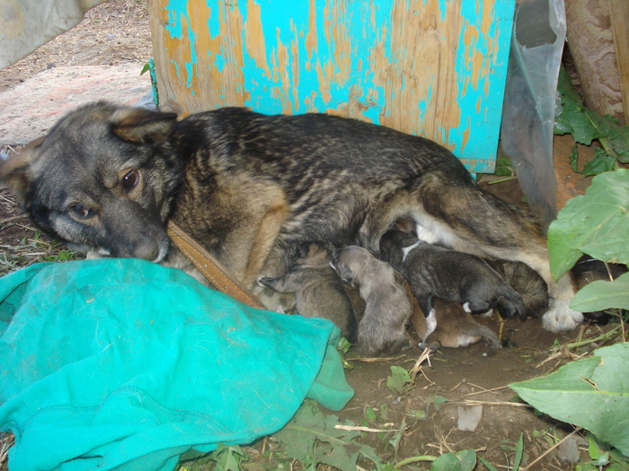 AVEM O MAMICA.. - ACASA LA MAMA SILA