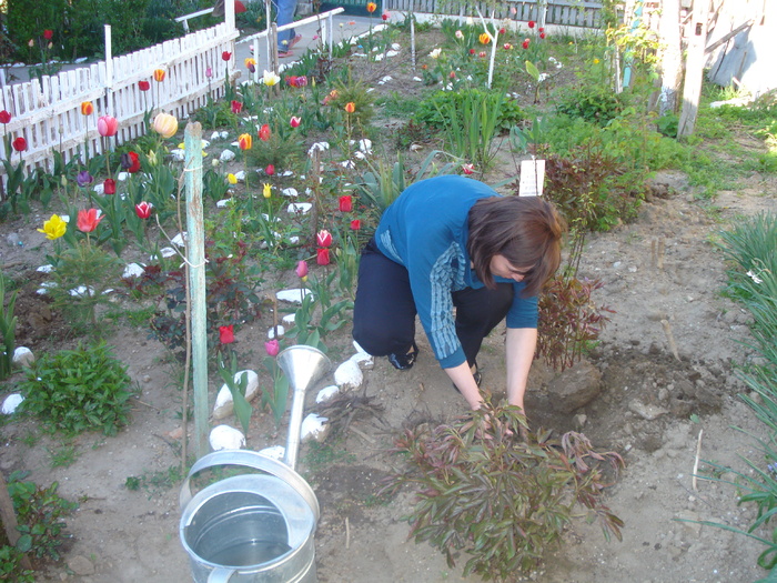 ADI,PLANTEAZA TRANDAFIRI