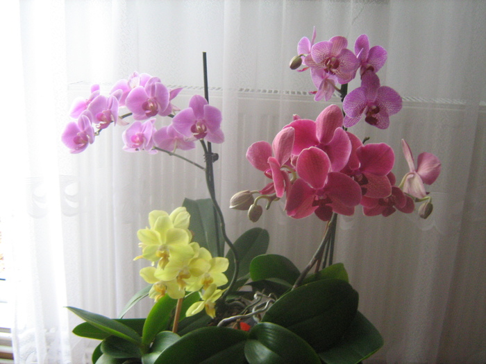 IMG_9032 - Orhideele mele 2011