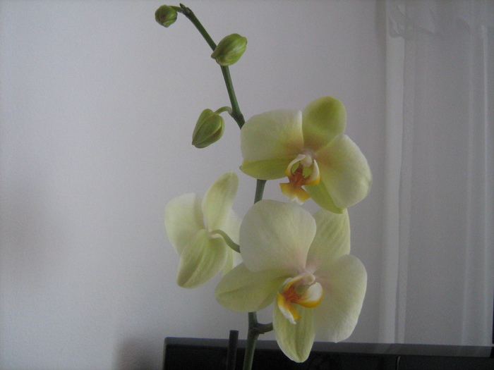 IMG_9046 - Orhideele mele 2011