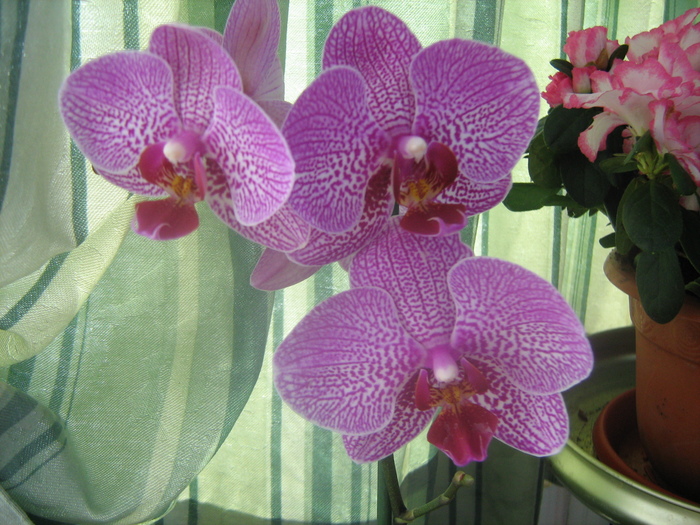 IMG_9056 - Orhideele mele 2011