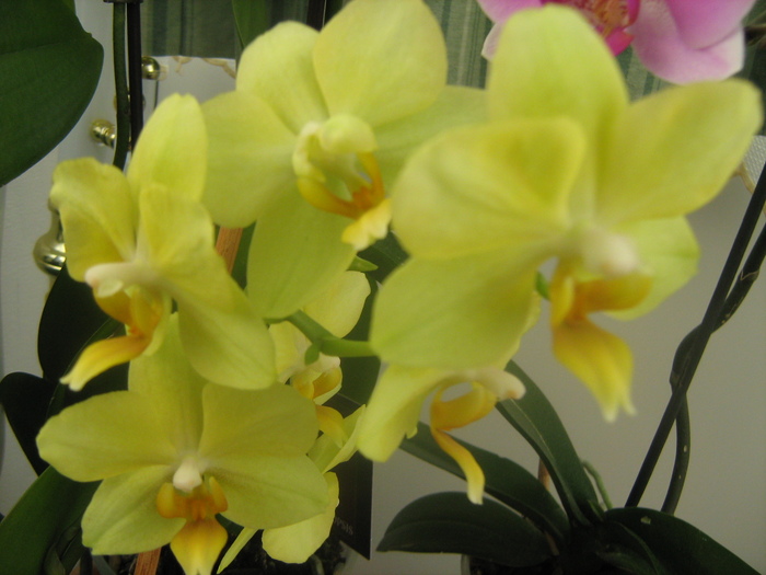 IMG_9074 - Orhideele mele 2011