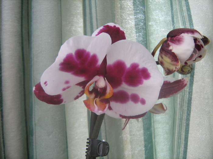 IMG_9097 - Orhideele mele 2011