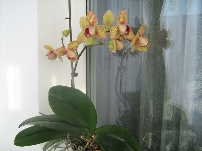 IMG_8825 - Orhideele mele 2011