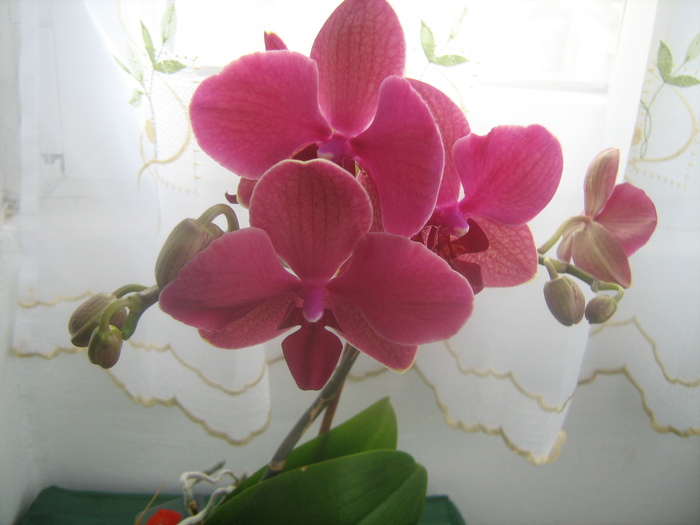 IMG_8922 - Orhideele mele 2011