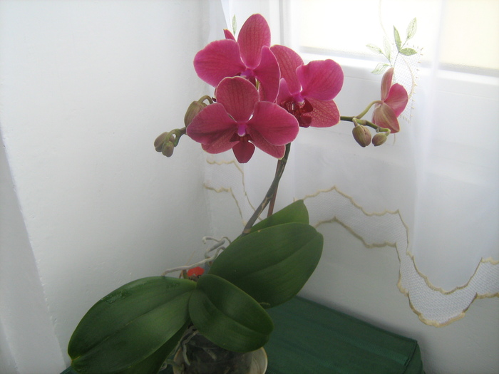 IMG_8928 - Orhideele mele 2011