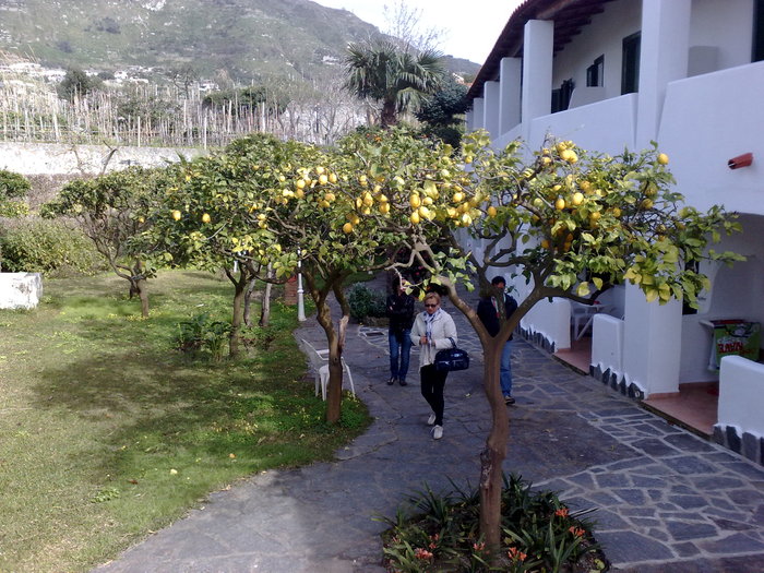 PRINTRE LAMII ISCHIA - INSULA DI ISCHIA