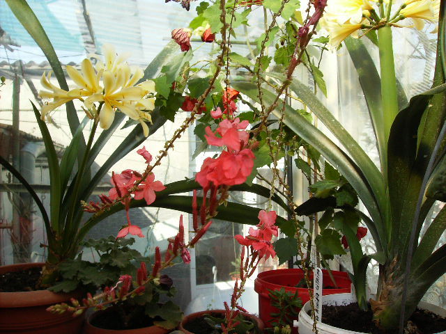 coltul vesel in continuare - flori in zi de Sarbatoare a Pastelui 2011