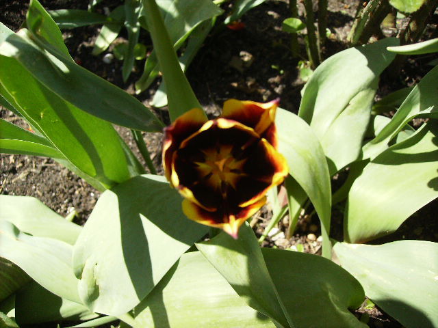 lalea 2 - flori in zi de Sarbatoare a Pastelui 2011