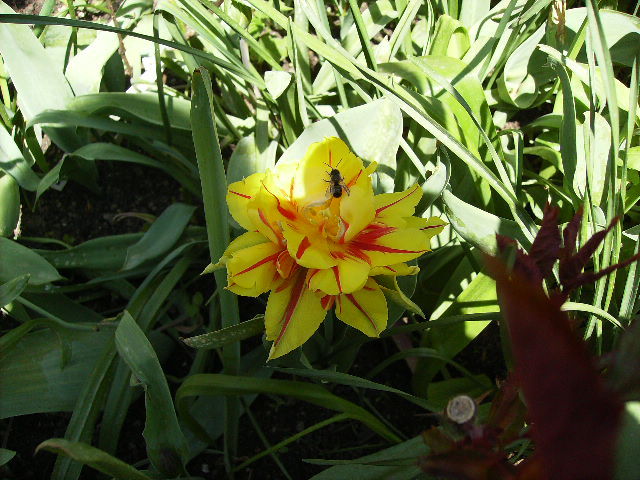 lalea 5 - flori in zi de Sarbatoare a Pastelui 2011