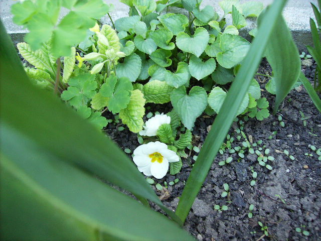 primule 2 - flori in zi de Sarbatoare a Pastelui 2011