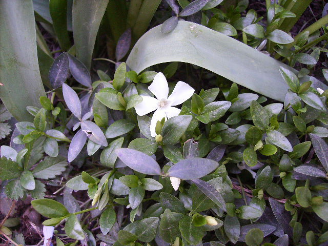 vinca minor alba - flori in zi de Sarbatoare a Pastelui 2011