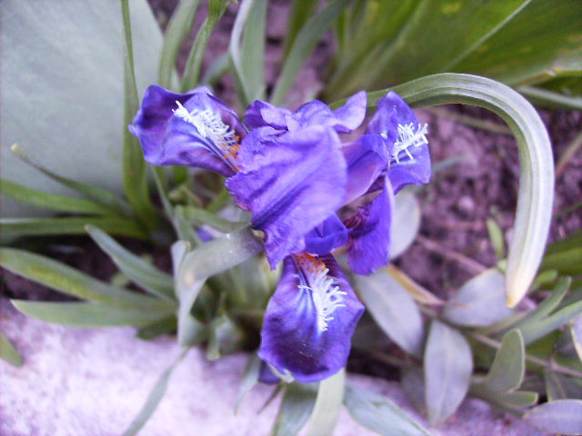 iris pitic - flori in zi de Sarbatoare a Pastelui 2011