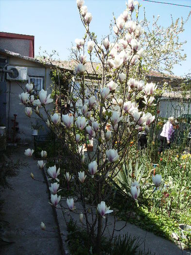 magnolia grandiflora - flori in zi de Sarbatoare a Pastelui 2011