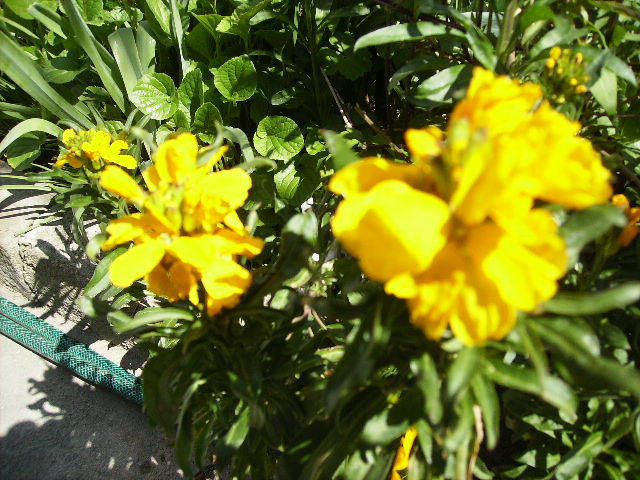 siboi(popular) 2 - flori in zi de Sarbatoare a Pastelui 2011