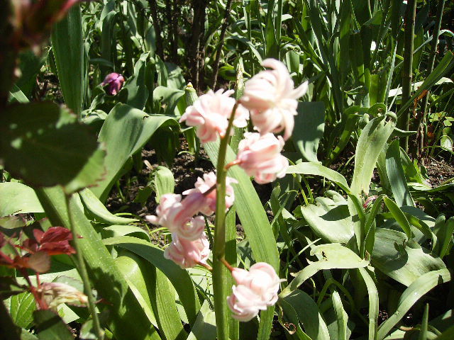 zambila - flori in zi de Sarbatoare a Pastelui 2011