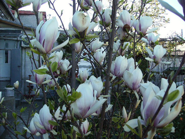 magnolia - flori in zi de Sarbatoare a Pastelui 2011