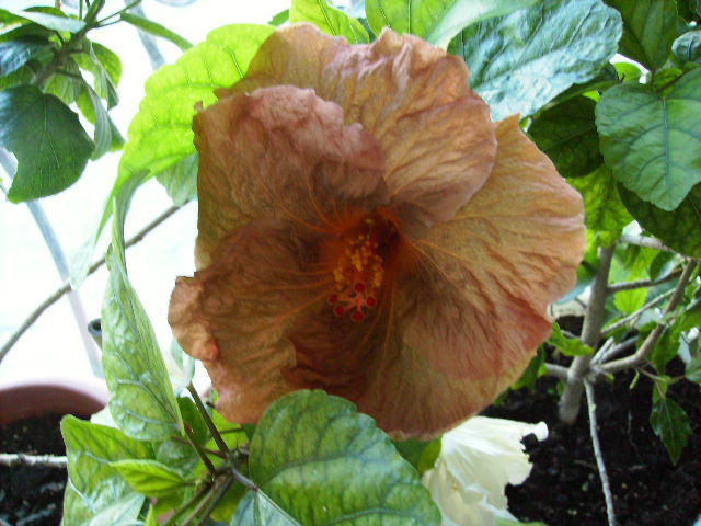 Hibiscus - flori in zi de Sarbatoare a Pastelui 2011