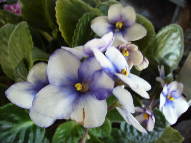 violete - flori in zi de Sarbatoare a Pastelui 2011