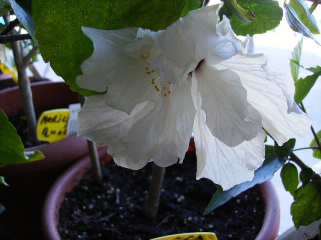 Hibiscus - flori in zi de Sarbatoare a Pastelui 2011