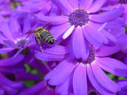 512px-Flower_and_Bee