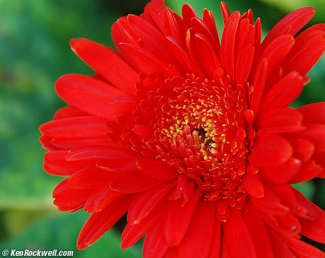 DSC_0504-red-flower