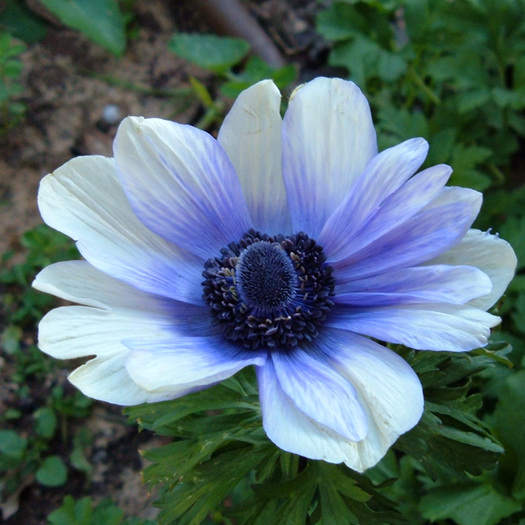 anemone_coronaria